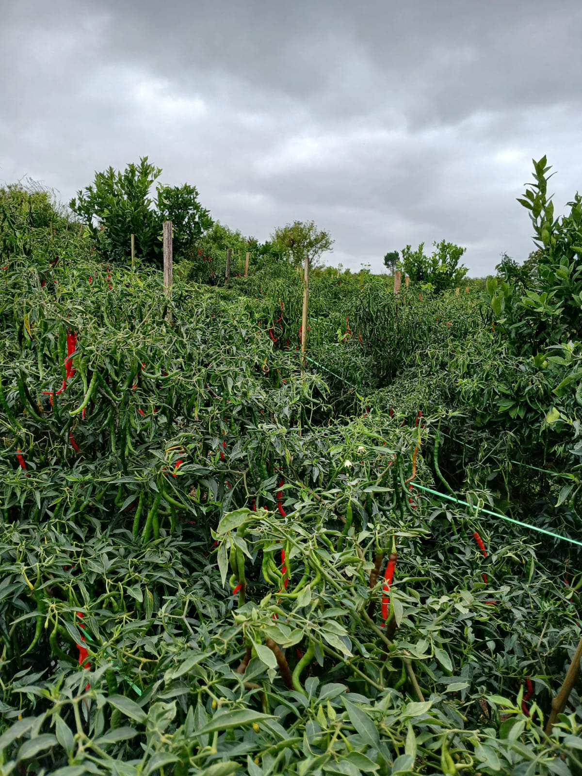 Petani Cabe