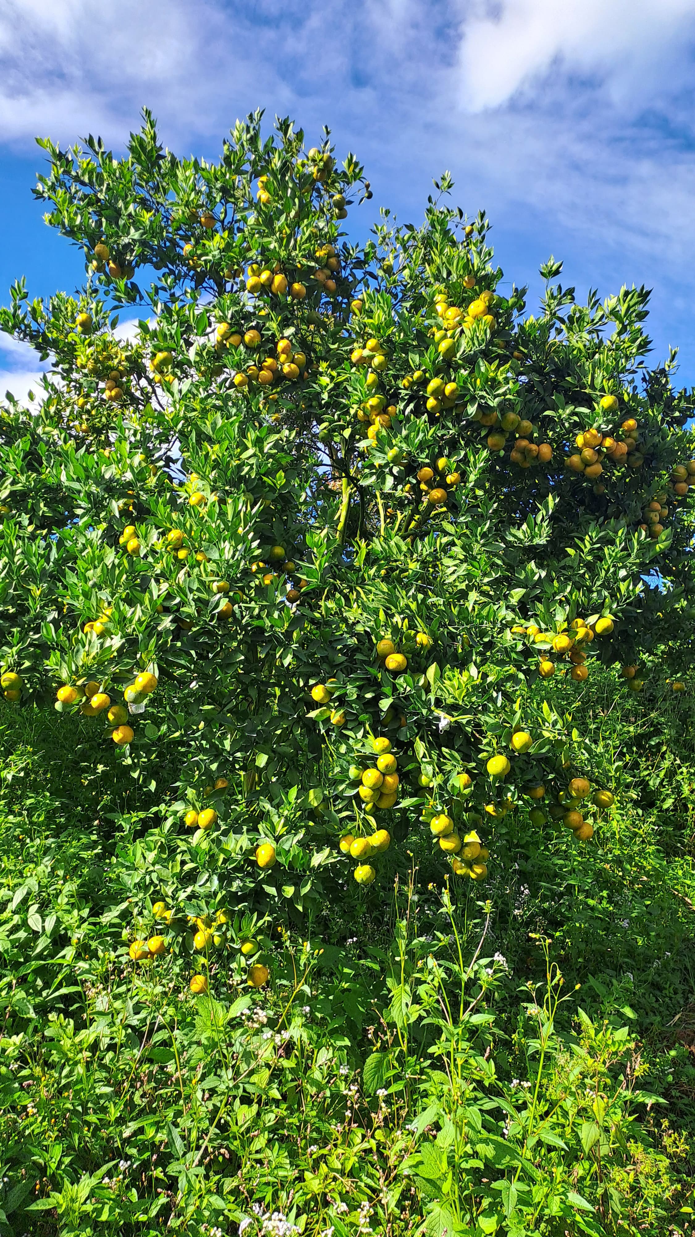 Petani Jeruk